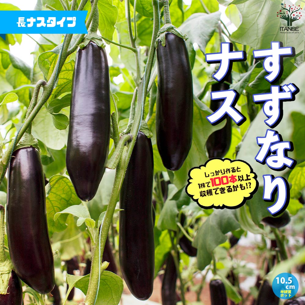 すずなりトロトロなすの苗(長ナスタイプ)2個～【9cmポット自根苗】