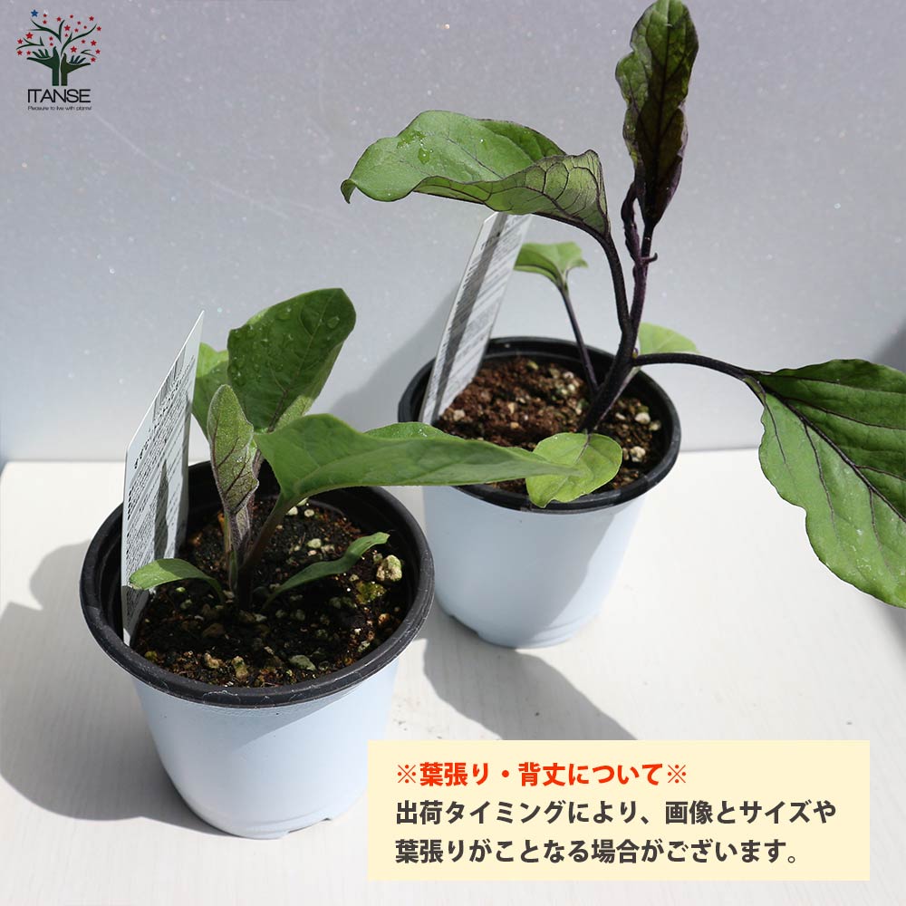 すずなりトロトロなすの苗(長ナスタイプ)2個～【9cmポット自根苗】