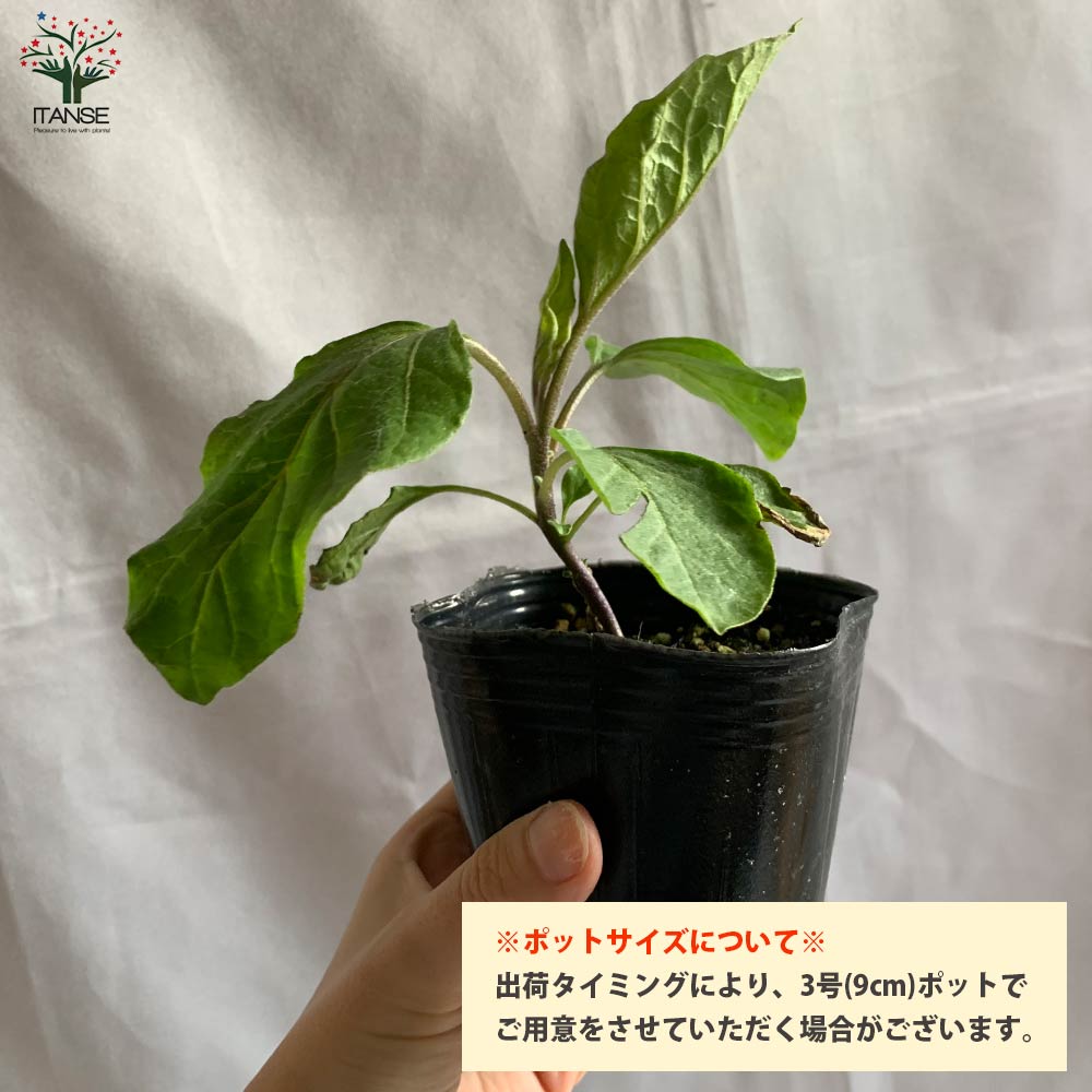 すずなりトロトロなすの苗(長ナスタイプ)2個～【9cmポット自根苗】