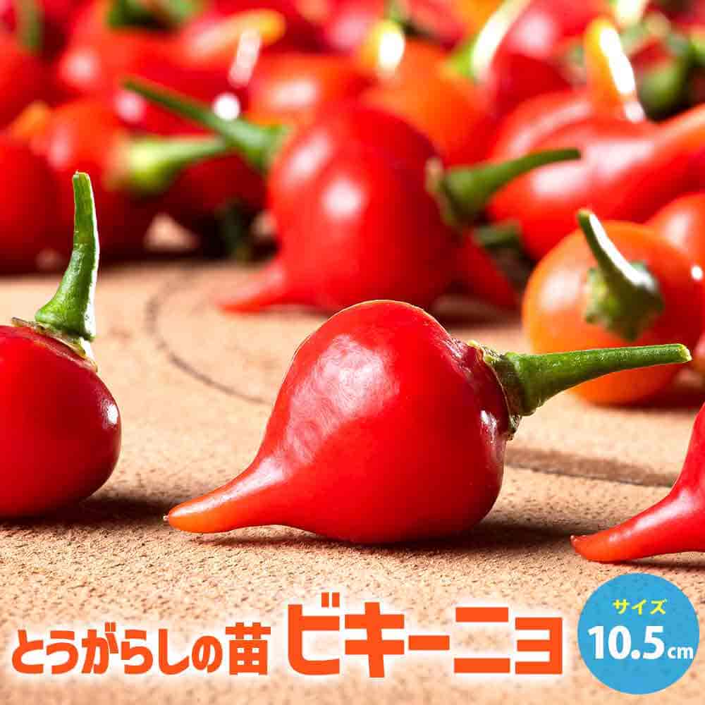 とうがらし ビキーニョ 2個～【野菜の苗 10.5cmポット】