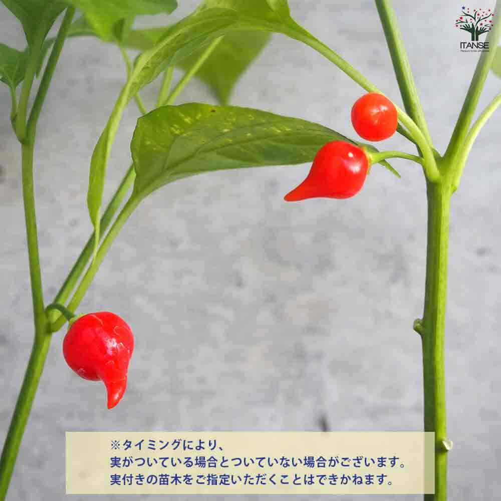 とうがらし ビキーニョ 2個～【野菜の苗 10.5cmポット】