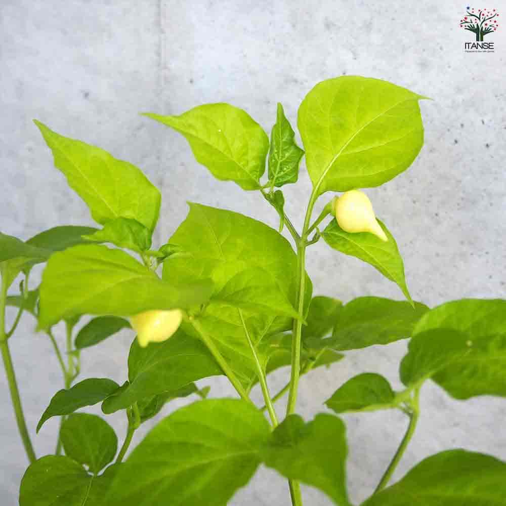 とうがらし ビキーニョ 2個～【野菜の苗 10.5cmポット】