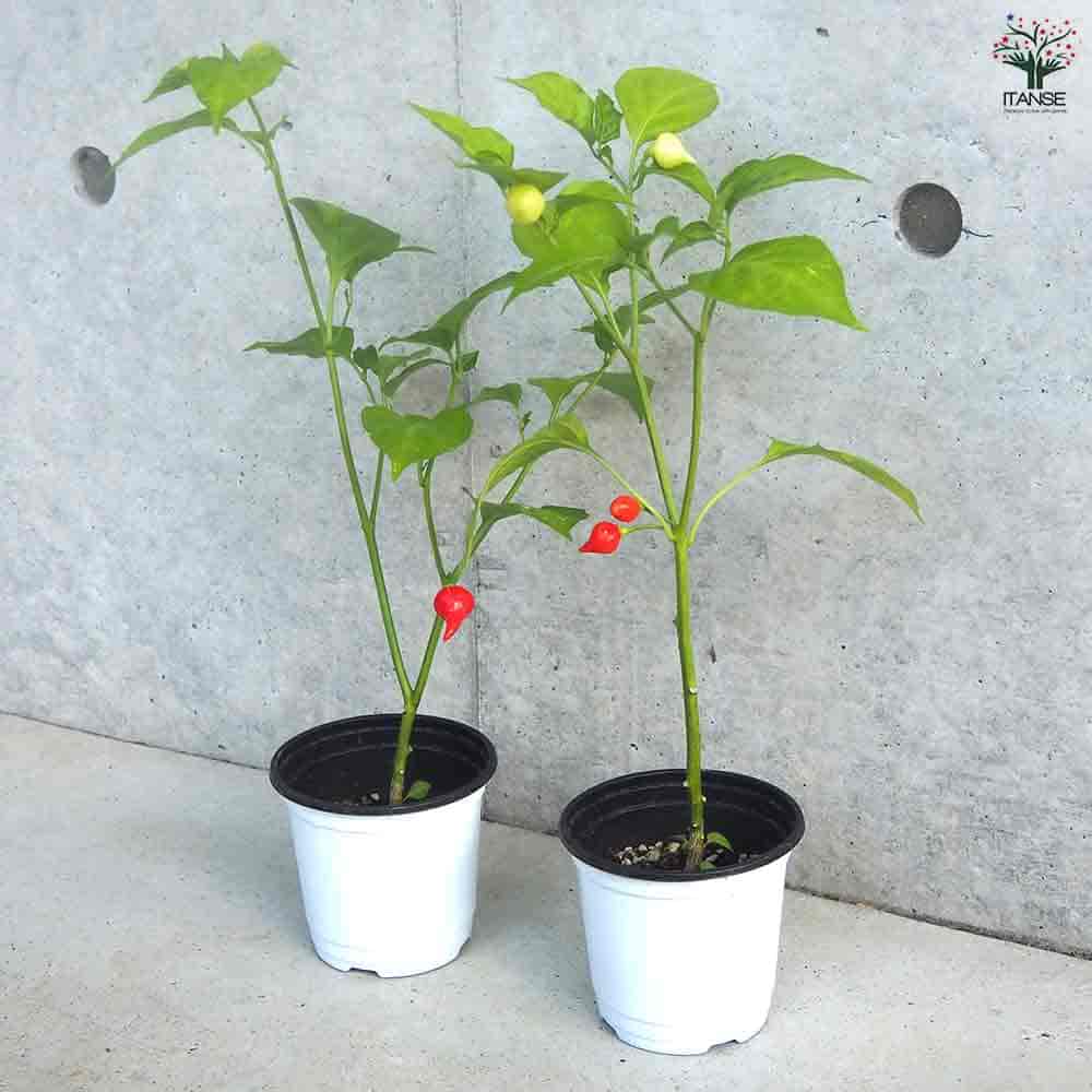 とうがらし ビキーニョ 2個～【野菜の苗 10.5cmポット】