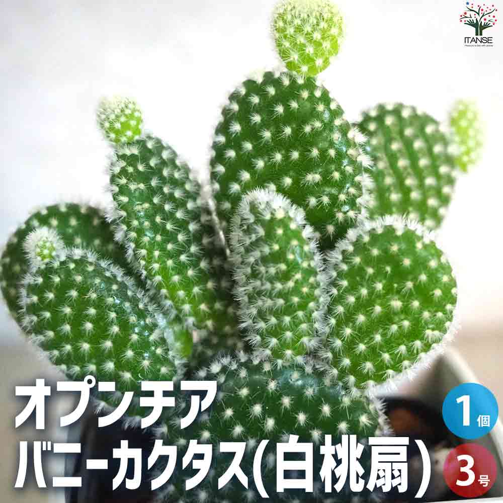 オプンチア バニーカクタス(白桃扇) 【多肉植物 3号鉢/1個売り】