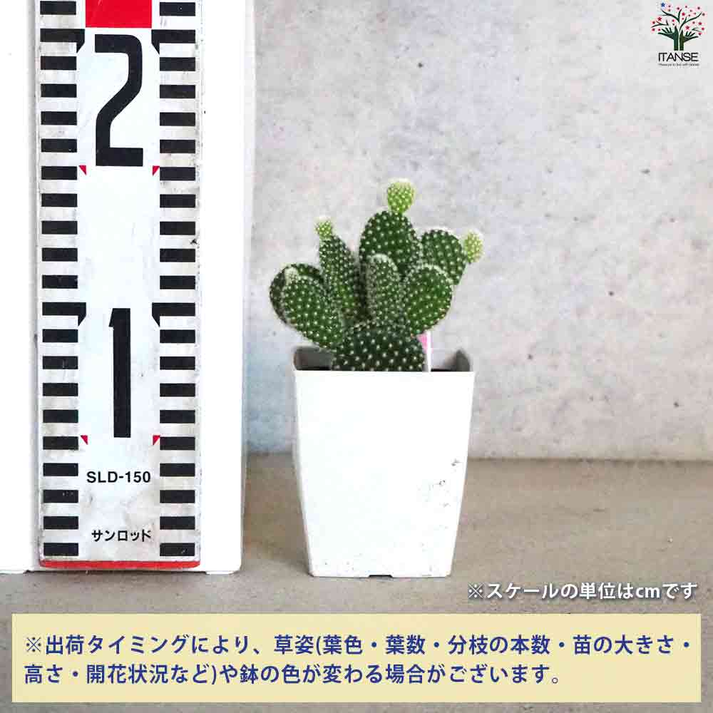 オプンチア バニーカクタス(白桃扇) 【多肉植物 3号鉢/1個売り】
