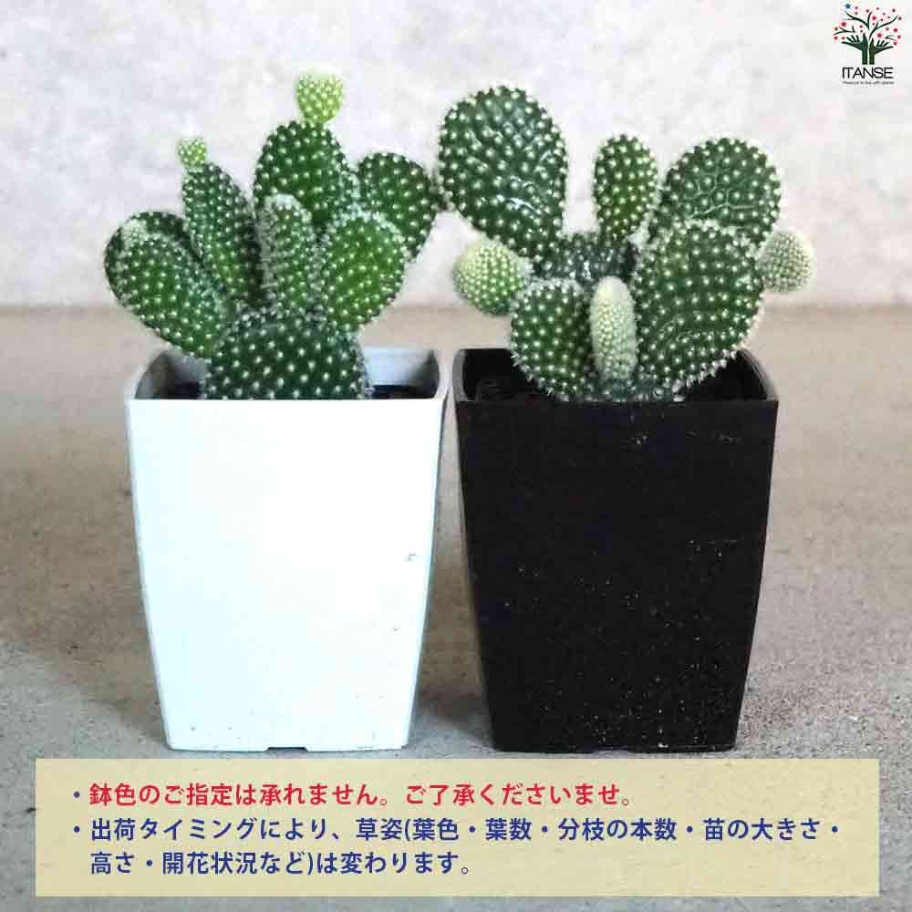 オプンチア バニーカクタス(白桃扇) 【多肉植物 3号鉢／1個売り】