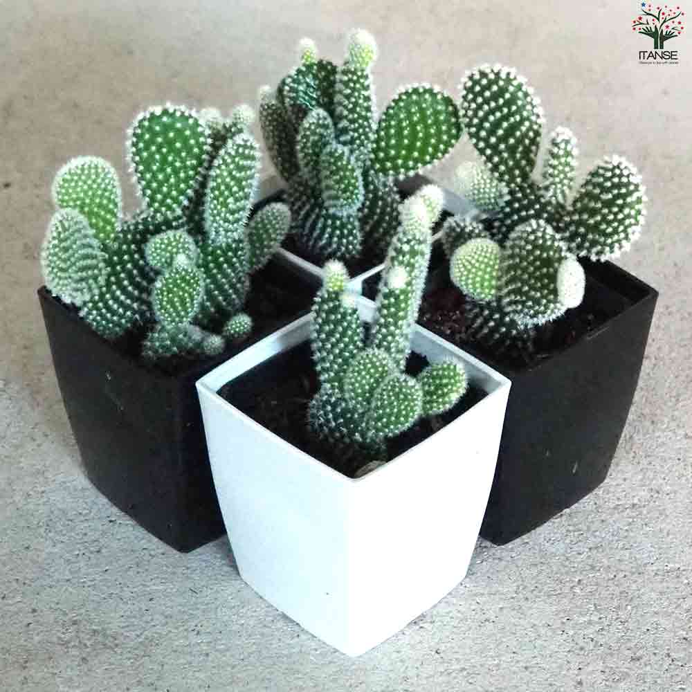 オプンチア バニーカクタス(白桃扇) 【多肉植物 3号鉢/1個売り】