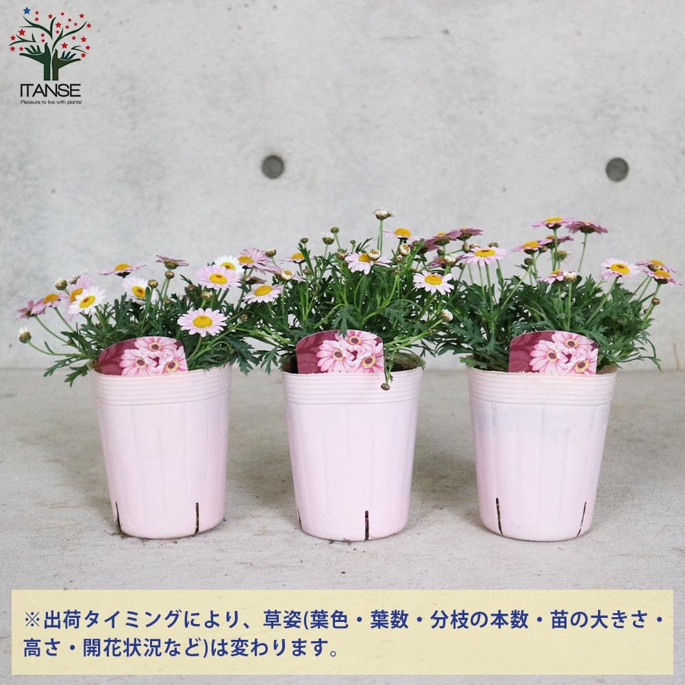 チョコレートマーガレット 【花苗 3.5号ポット】｜ 【植物の