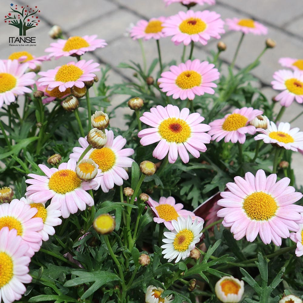 チョコレートマーガレット 【花苗 3.5号ポット】｜ 【植物の