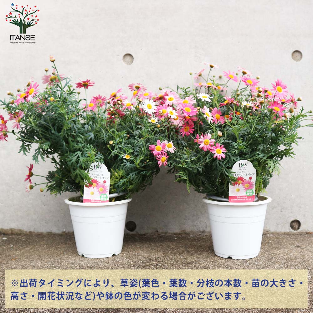 マーガレット ストロベリーホイップ【花苗 5号鉢】｜ 【植物の