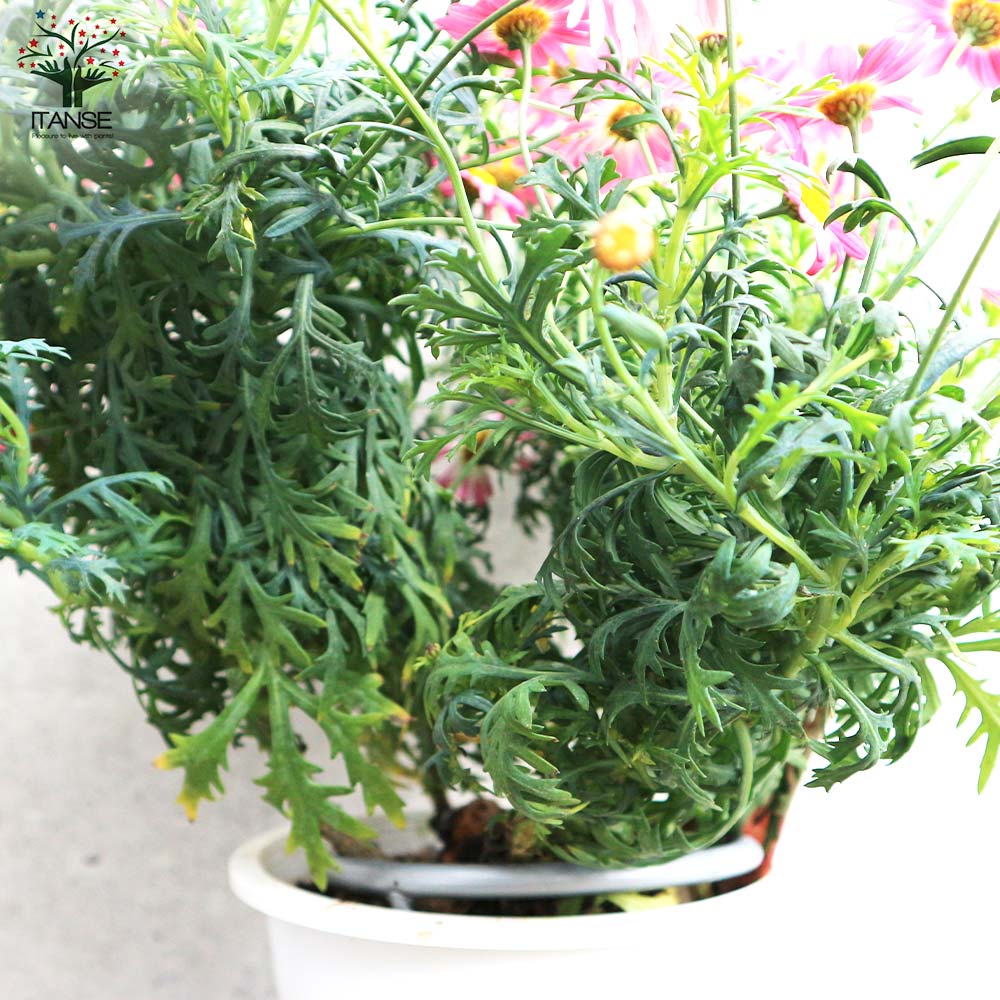 ★大人気★マーガレット ストロベリーホイップ マーガレット ストロベリーホイップ【花苗 5号鉢】｜ 【植物の