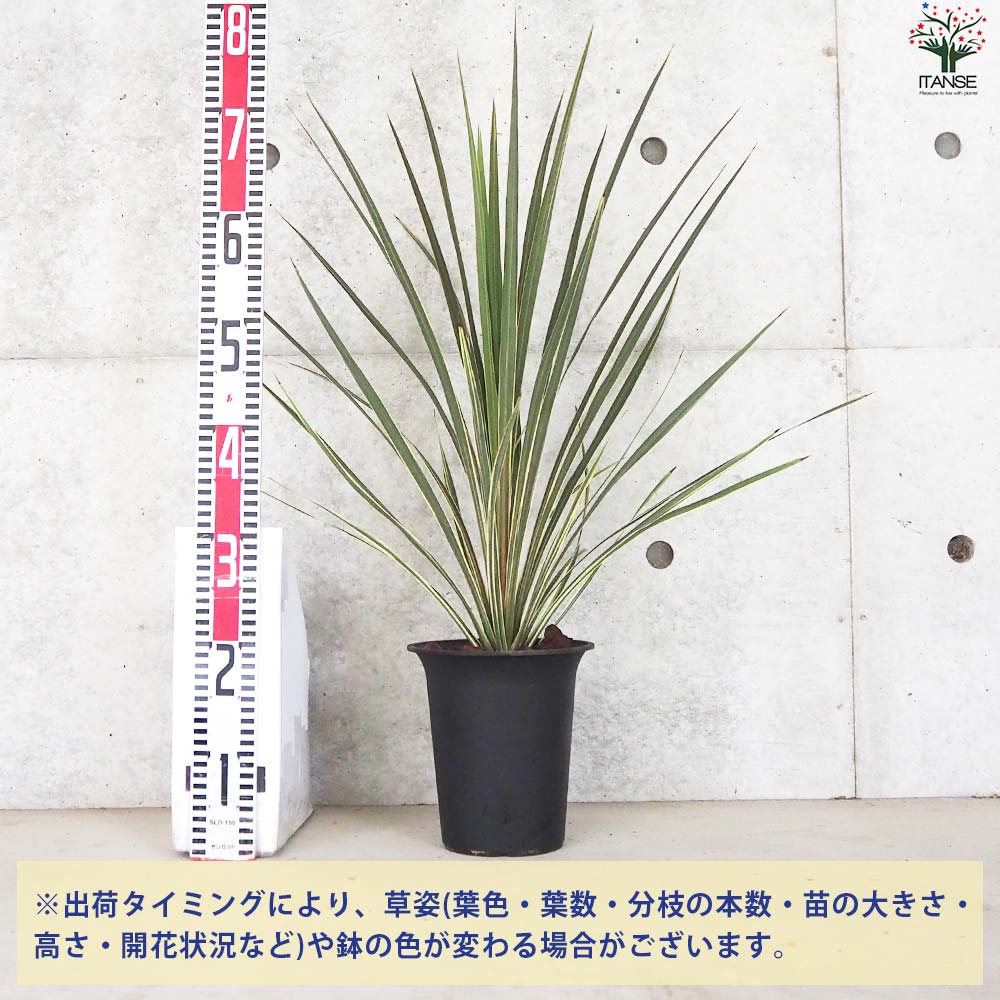 コルディリネ ダズラーデライト【花苗 6号鉢】