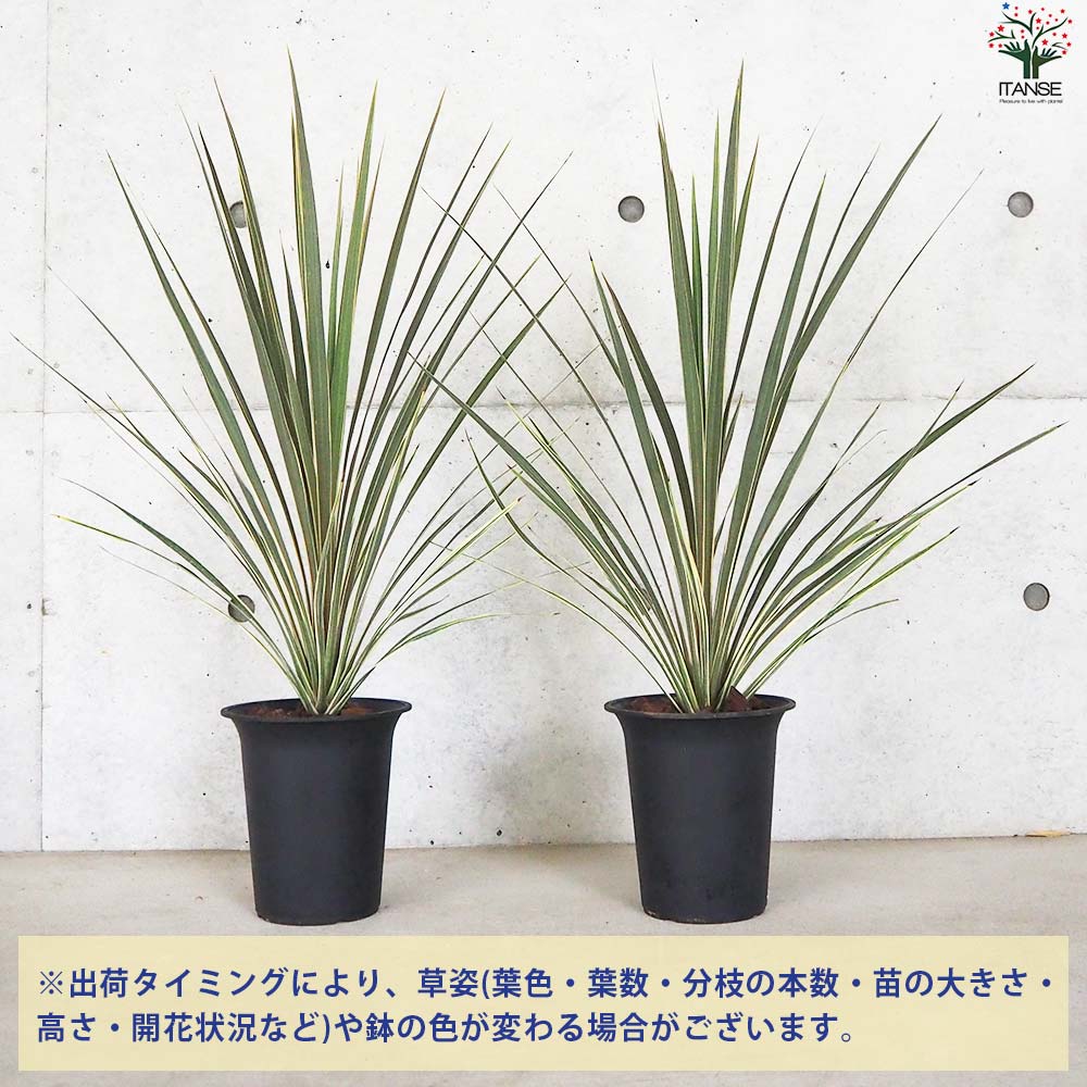 コルディリネ ダズラーデライト【花苗 6号鉢】