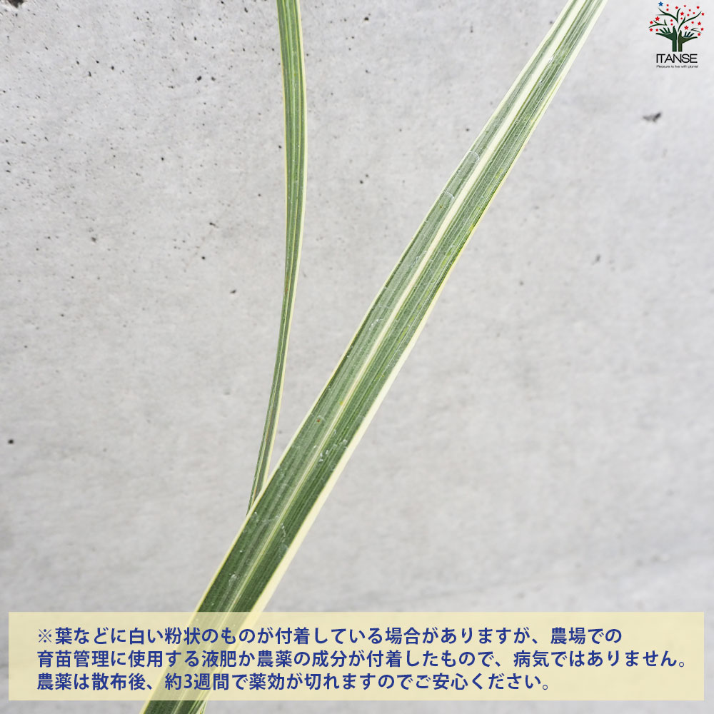 コルディリネ ダズラーデライト【花苗 6号鉢】