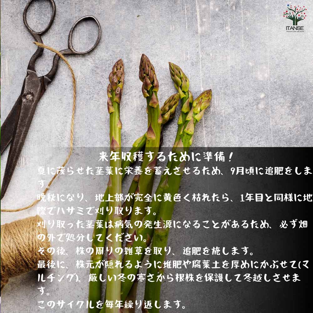 紫アスパラガスの苗 【野菜の苗 10.5cmポット売り】