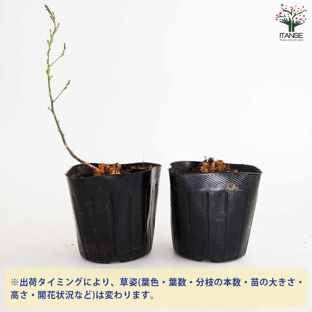 紫アスパラガスの苗 【野菜の苗 10.5cmポット売り】｜ 【植物の 