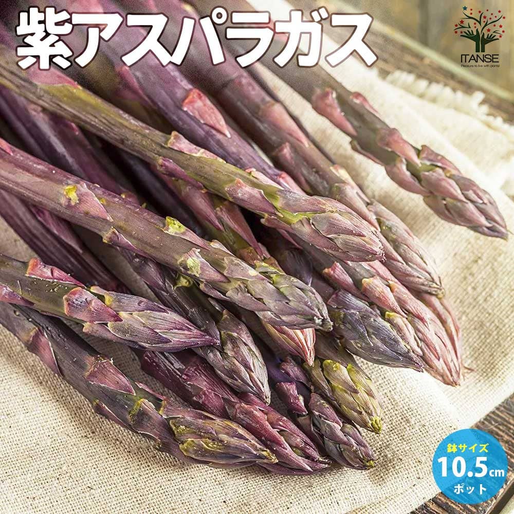 紫アスパラガスの苗 【野菜の苗 10.5cmポット売り】