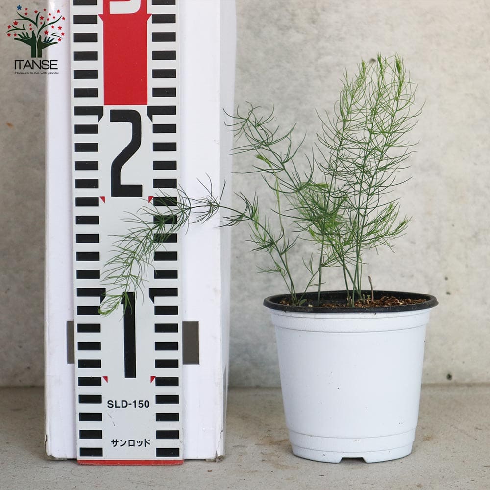 紫アスパラガスの苗 【野菜の苗 10.5cmポット売り】