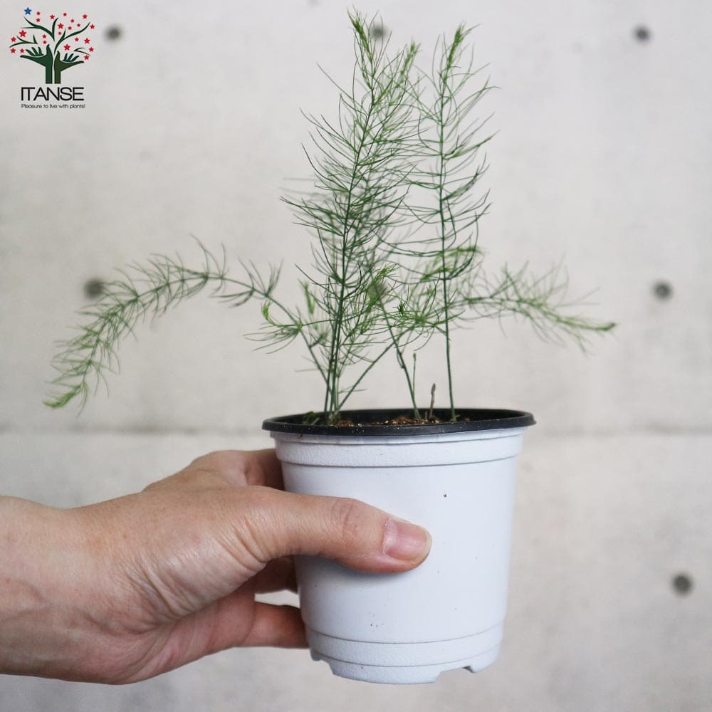 紫アスパラガスの苗 【野菜の苗 10.5cmポット売り】