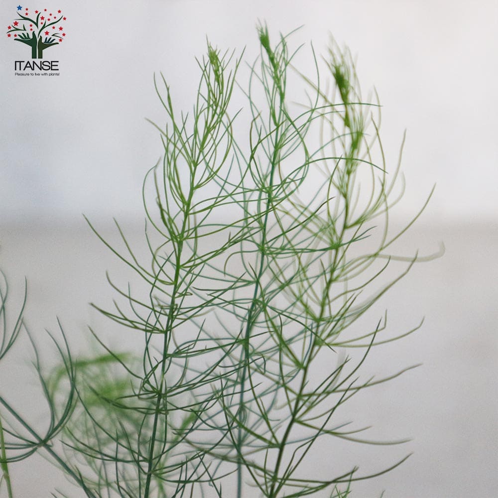 紫アスパラガスの苗 【野菜の苗 10.5cmポット売り】