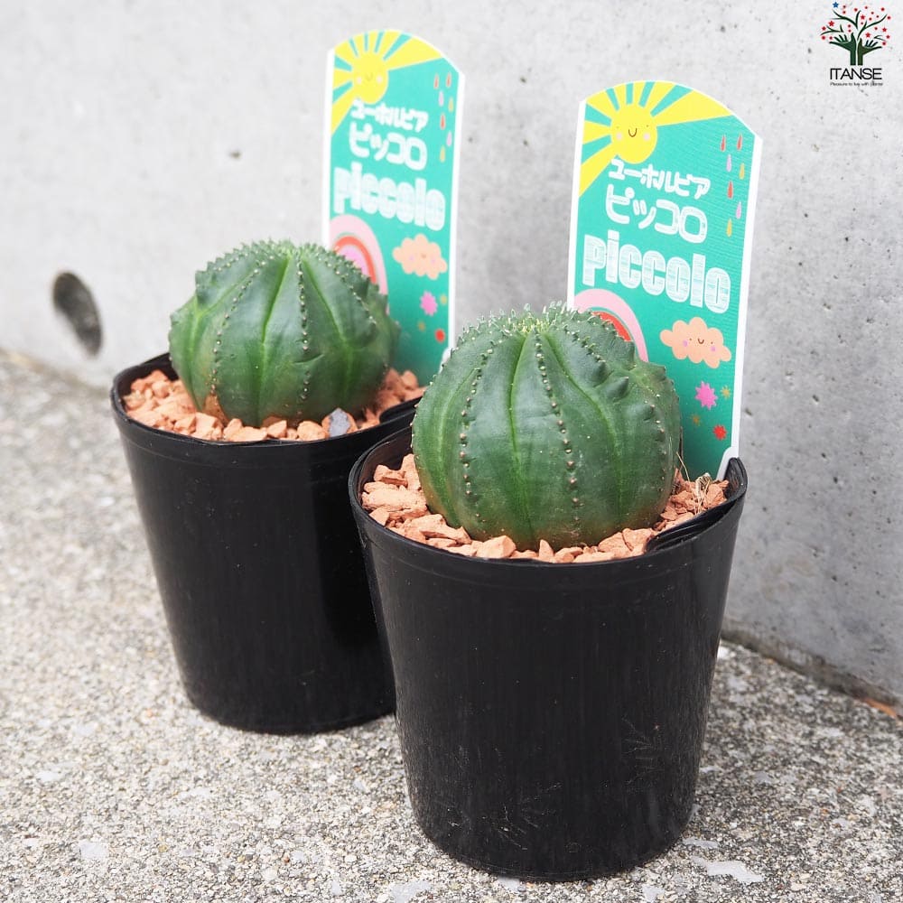 ユーフォルビア ピッコロ オベサ梵天【多肉植物 3号鉢