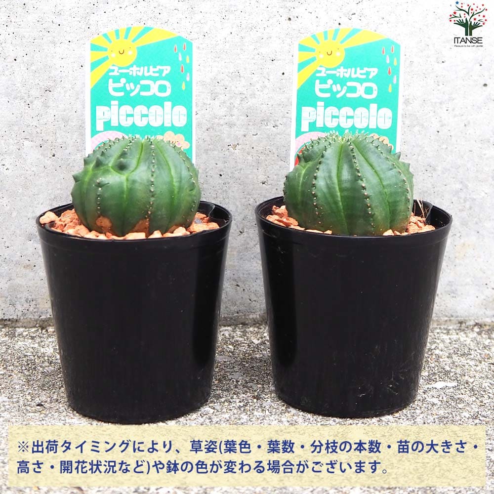 ユーフォルビア　オベサ梵天/珍奇植物/多肉植物 ユーフォルビア オベサ 4号 セメント鉢 種類 珍奇 ビザール