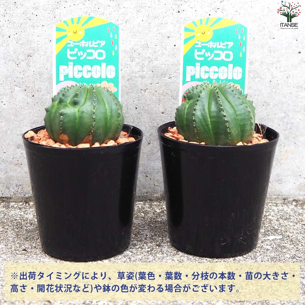 ユーフォルビア ピッコロ オベサ梵天【多肉植物 3号鉢】