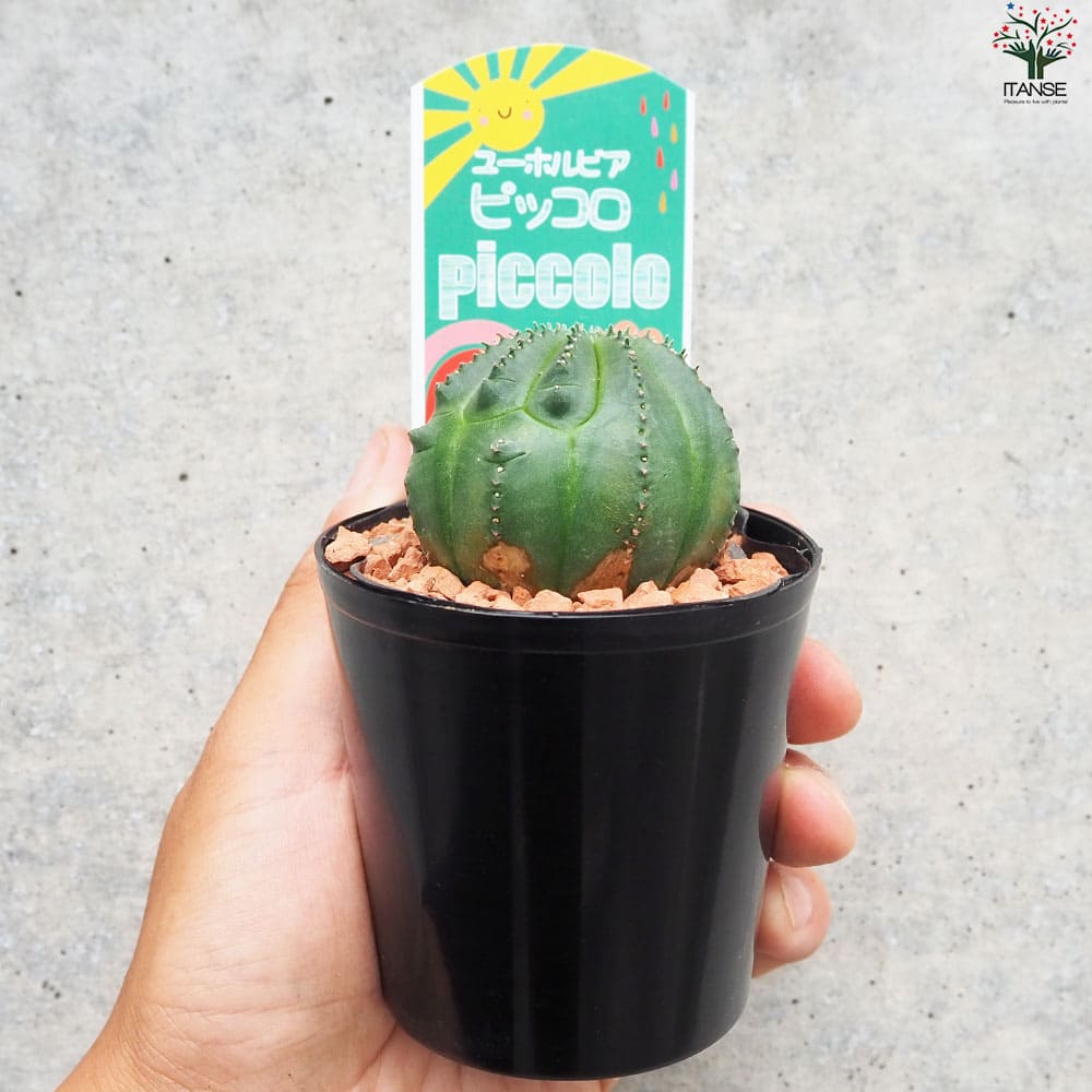 ユーフォルビア ピッコロ オベサ梵天【多肉植物 3号鉢
