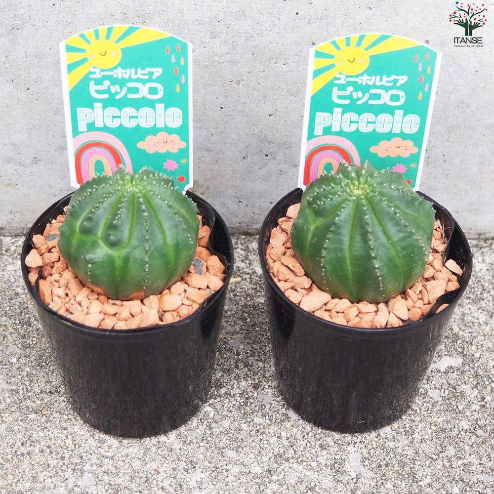 ユーフォルビア ピッコロ オベサ梵天【多肉植物 3号鉢