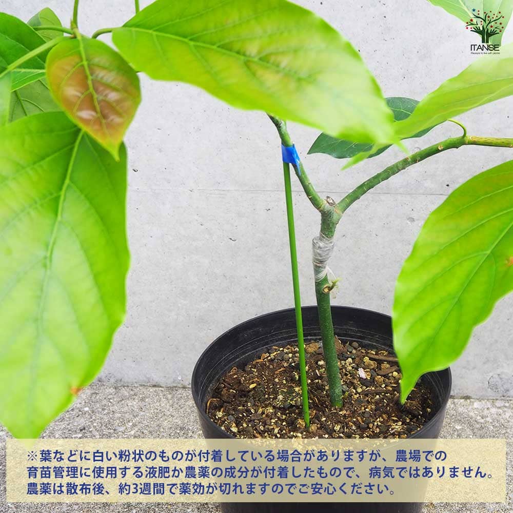 アボガド。接ぎ木。果実の苗鉢ごと無料で発送致します。 楽天市場】アボカド 苗の通販