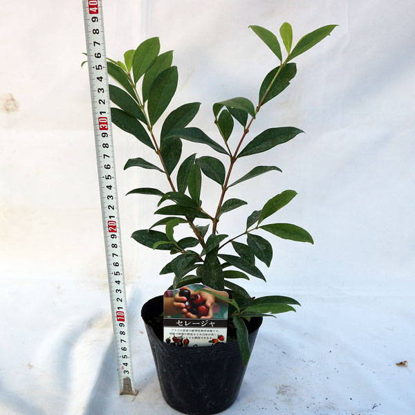 「セレージャ(ブラジルのイチゴの木)の苗木 12cmポット大苗 1個売り」希少価値あり!!青果はなかなか出回らないので自分で育てるしかないブラジル原産のトロピカル果樹!!1果の大きさは2～3cm。