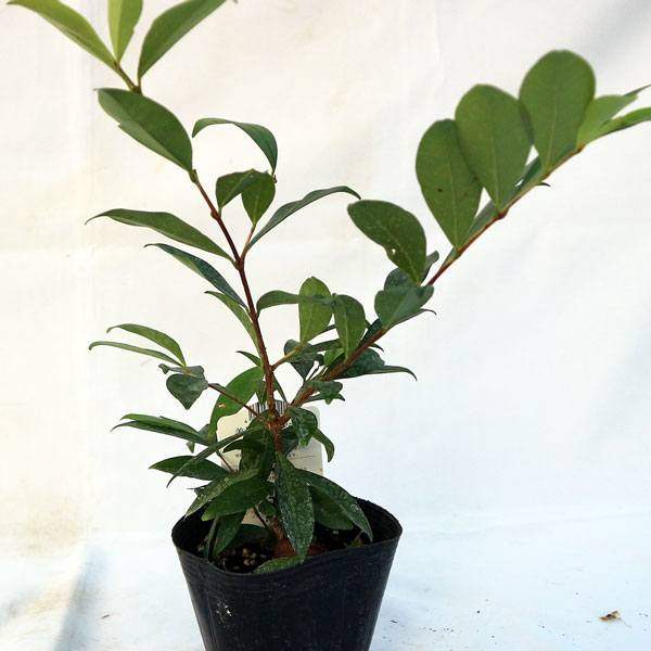 「セレージャ(ブラジルのイチゴの木)の苗木 12cmポット大苗 1個売り」希少価値あり!!青果はなかなか出回らないので自分で育てるしかないブラジル原産のトロピカル果樹!!1果の大きさは2～3cm。