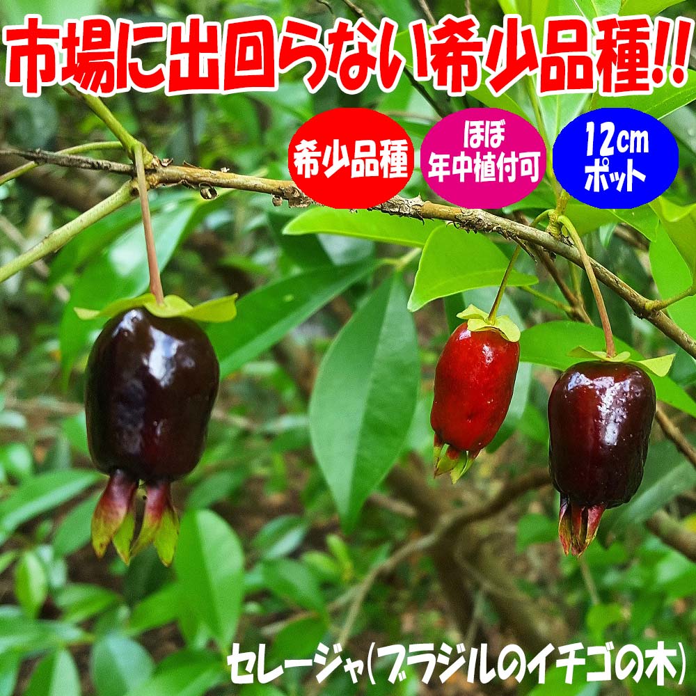 「セレージャ(ブラジルのイチゴの木)の苗木 12cmポット大苗 1個売り」希少価値あり!!青果はなかなか出回らないので自分で育てるしかないブラジル原産のトロピカル果樹!!1果の大きさは2～3cm。