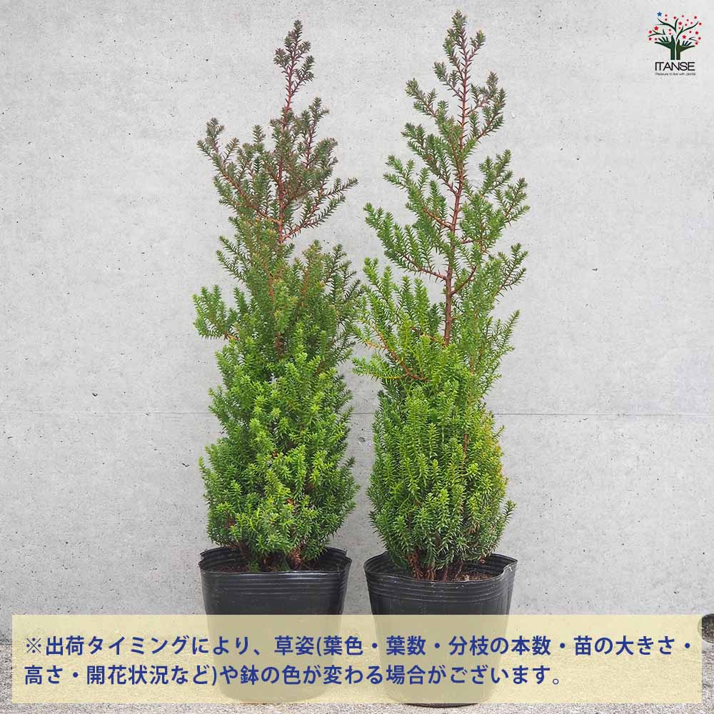 コニファー レッドスター 【花苗 5号ポット/1個売り】
