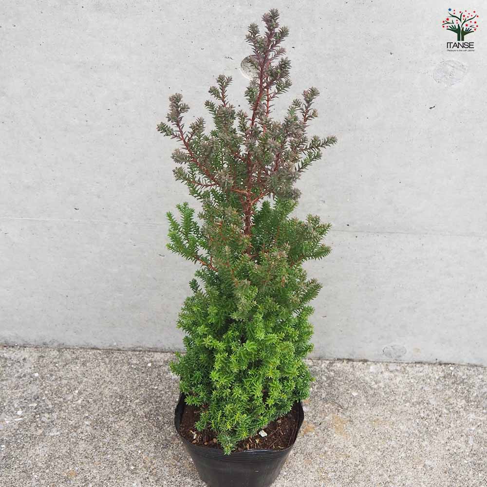 コニファー ヌマヒノキ レッドスター苗 針葉樹