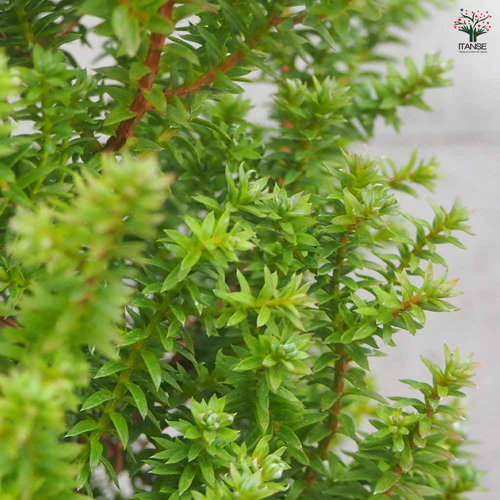 コニファー レッドスター 【花苗 5号ポット/1個売り】