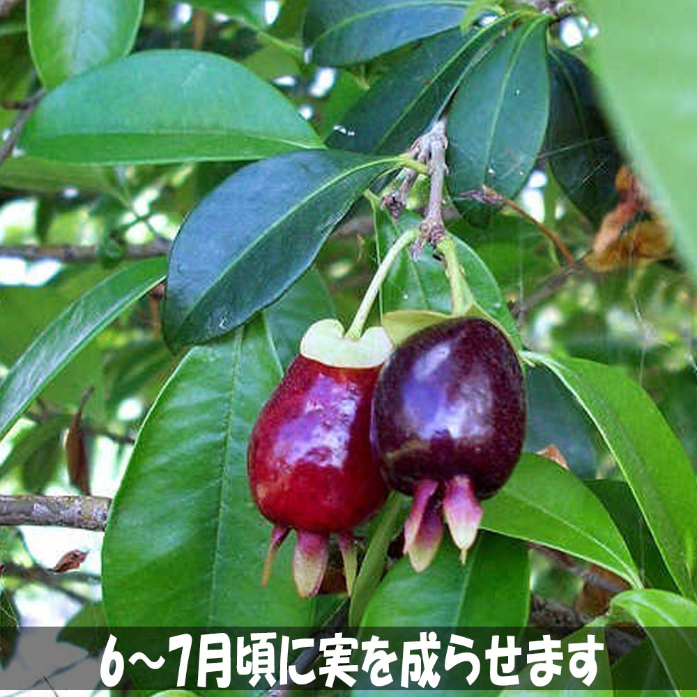 「セレージャ(ブラジルのイチゴの木)の苗木 12cmポット大苗 1個売り」希少価値あり!!青果はなかなか出回らないので自分で育てるしかないブラジル原産のトロピカル果樹!!1果の大きさは2～3cm。