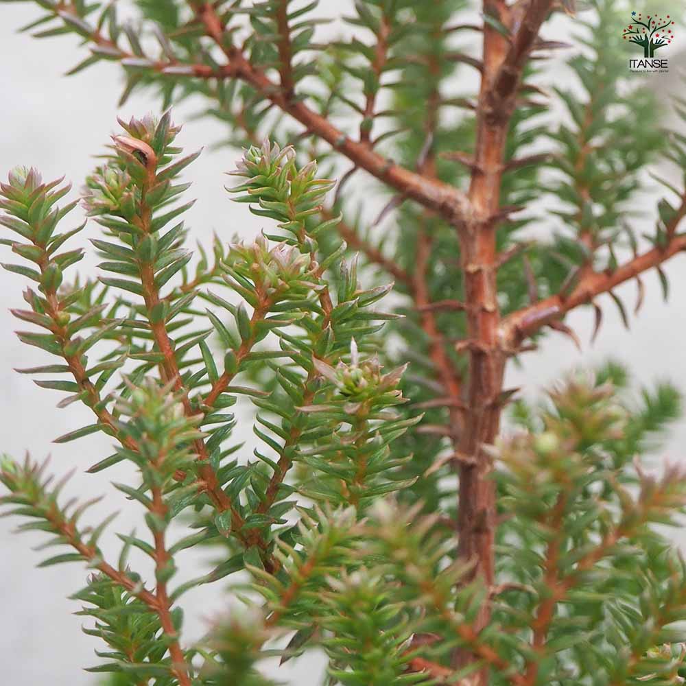 コニファー レッドスター 【花苗 5号ポット/1個売り】