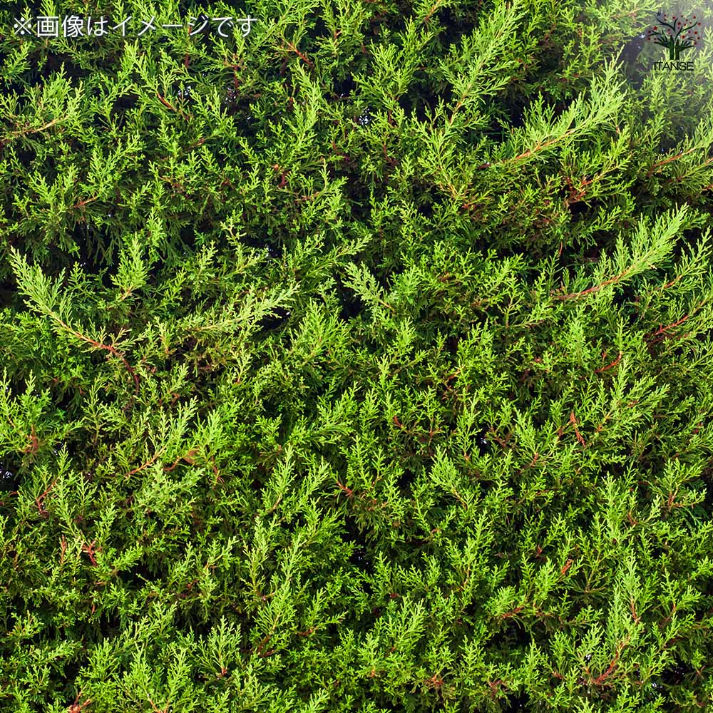 コニファー レッドスター 【花苗 5号ポット/1個売り】