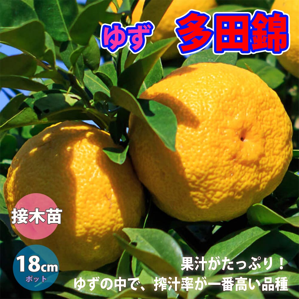 ゆず 多田錦”18cmポット接木大苗 樹高約80cm 1本売り(ポット苗