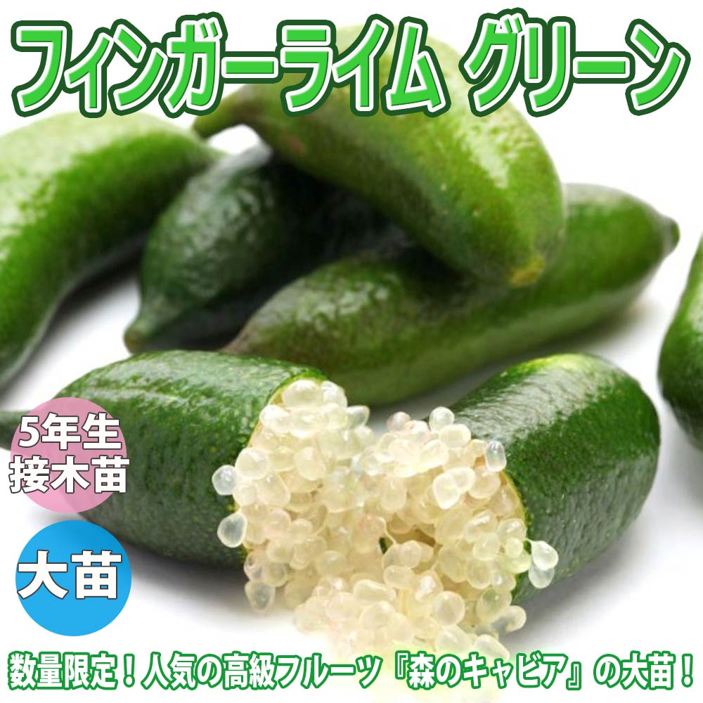 4年生　フィンガーライム接木苗／苗　果実肥大中　樹高70cm 5号鉢 4年生 フィンガーライム接木苗／苗 果実肥大中 樹高70cm 5号鉢