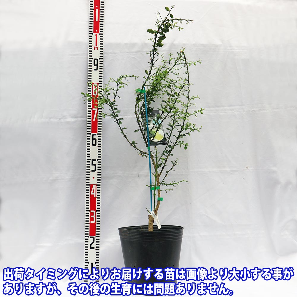 フィンガーライム グリーン【果樹苗 5年生 接木苗 24cmポット／1個】