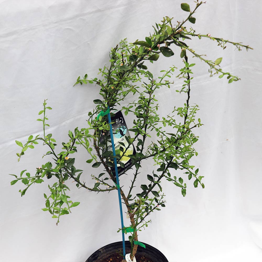 フィンガーライム グリーン【果樹苗 5年生 接木苗 24cmポット／1個】