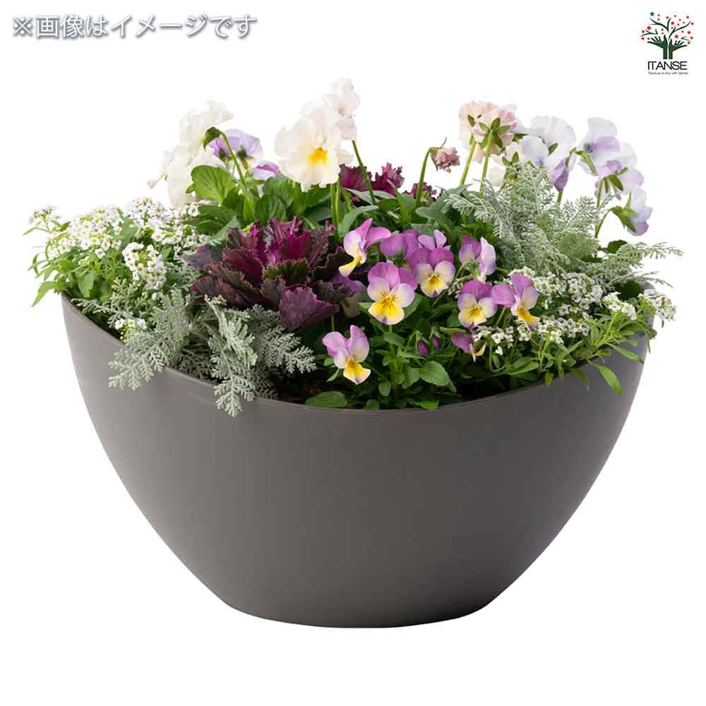 ギャザリン ボウル ホワイト・グリーン・ダークグレー 【資材 Sサイズ】