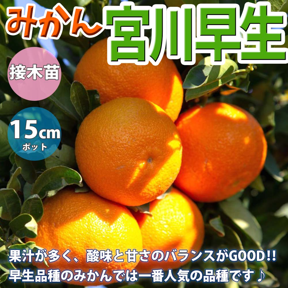 みかんの苗木 宮川早生【果樹苗 2年生 接木苗15cmポット／1個】