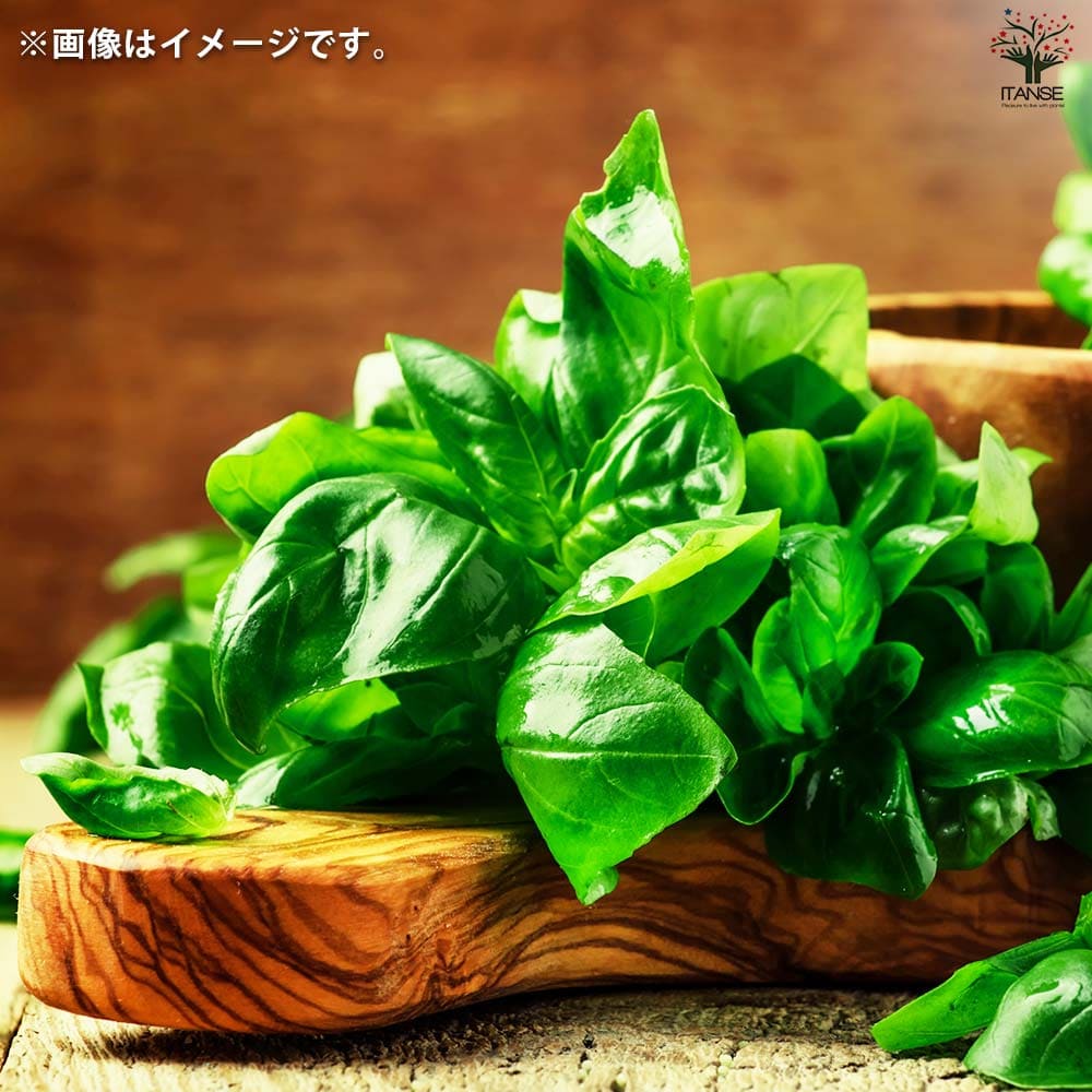 栽培セット ミニボトルハーブス バジル 【1個売り】｜ 【植物の