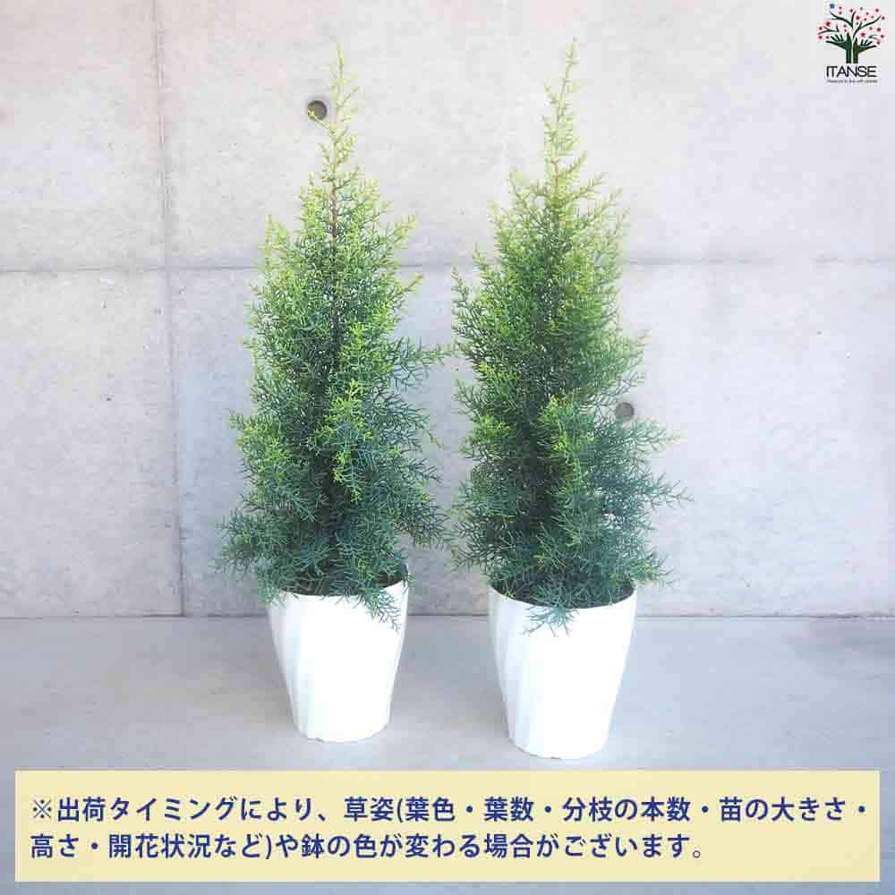 健康的なコニファー 苗木 楽天市場】コニファー 苗 【グリーンコーン （直立性）】 約0.5m