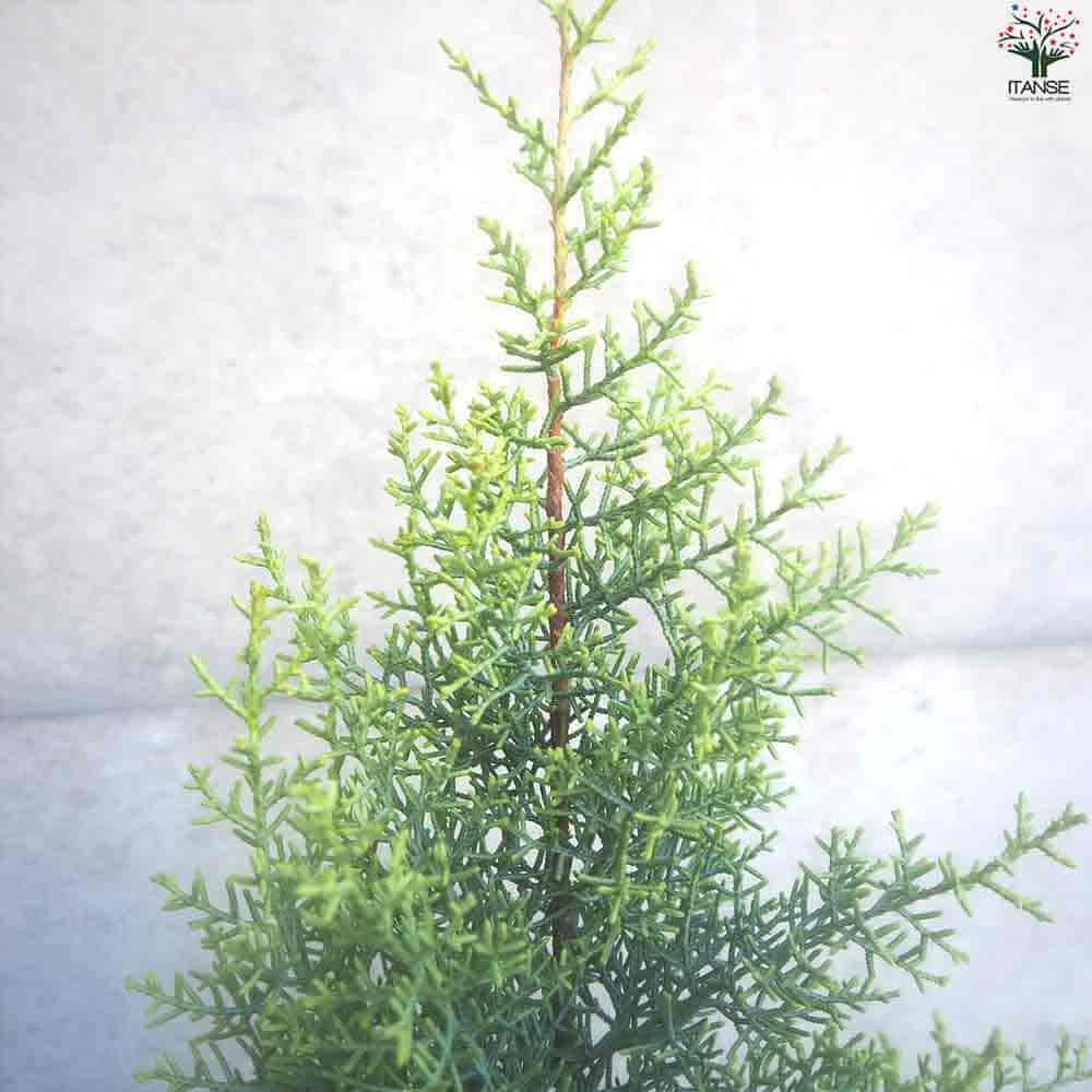 コニファー サルフレア 【庭木 6号鉢／1個売り】｜ 【植物の