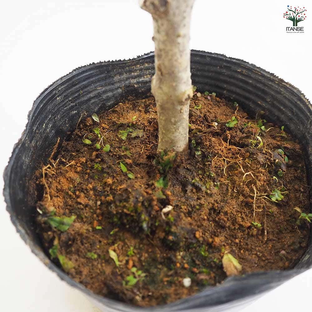 ライラック アウクバエフォリア 【花木苗 4.5号】｜ 【植物の