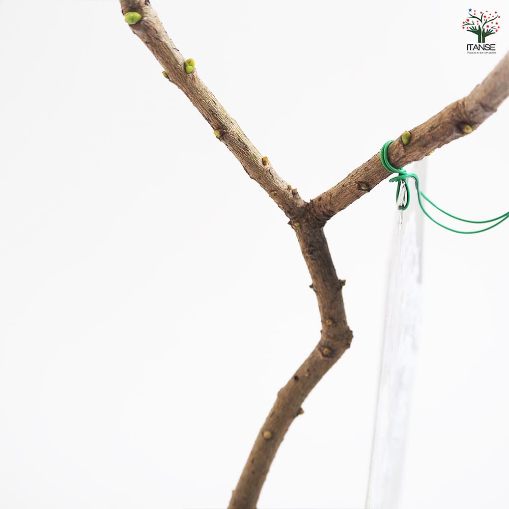 ライラック アウクバエフォリア 【花木苗 4.5号】｜ 【植物の